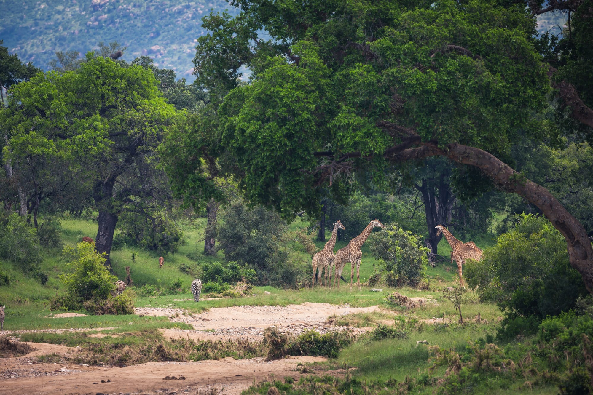 Kruger National Park 2023